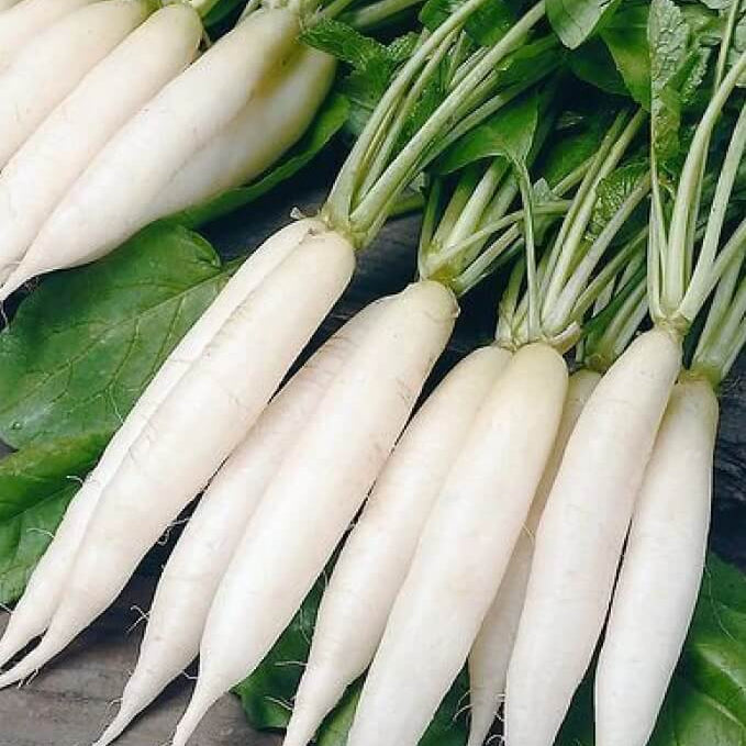Radish Seeds – White