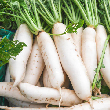 White Icicle Radish Seeds – Vegetable Plant