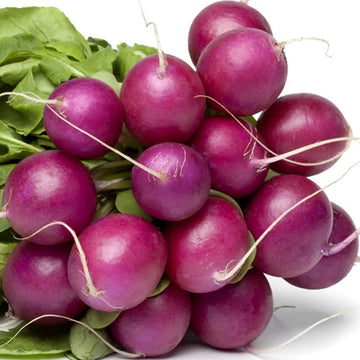 Radish seeds - violet
