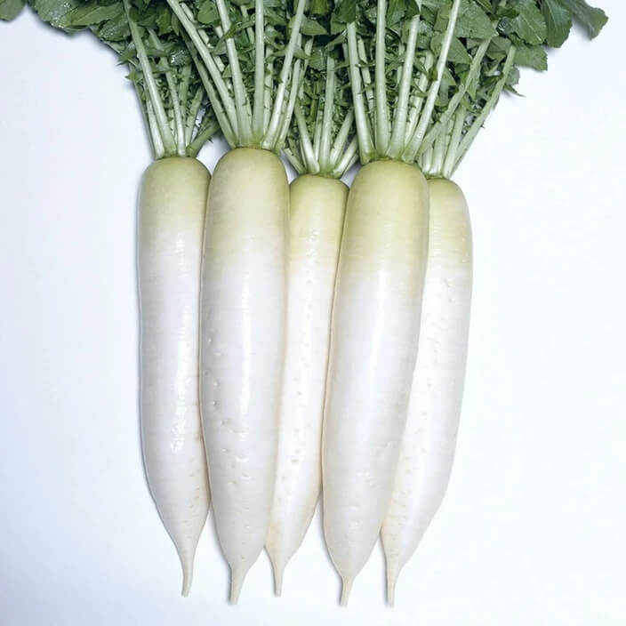 Radish seeds - Alpine