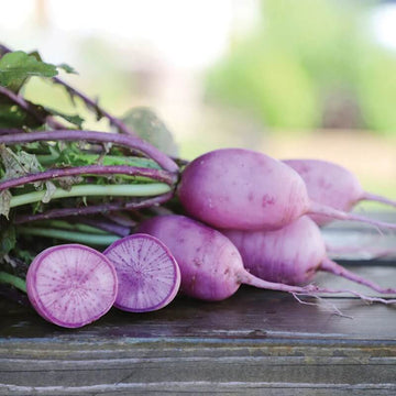 Radish seeds - Bluemoon