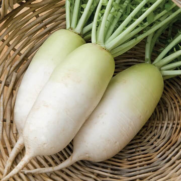 Radish seeds - Alpine