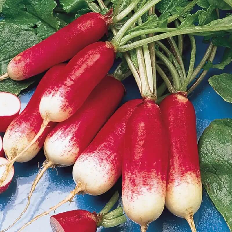 Radish Seeds – French Breakfast