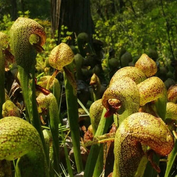 Rare Carnivorous Plant Seeds
