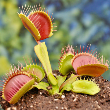 Rare Venus Flytrap Seeds - Flower Plant