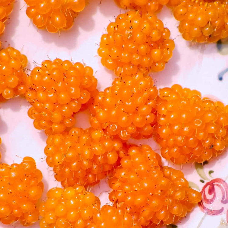 Raspberry Seeds – Salmonberry