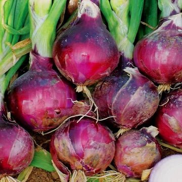 Red Candy Apple Onion Seeds – Vegetable Plant