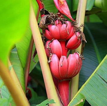 Red Abyssinian Banana Seeds