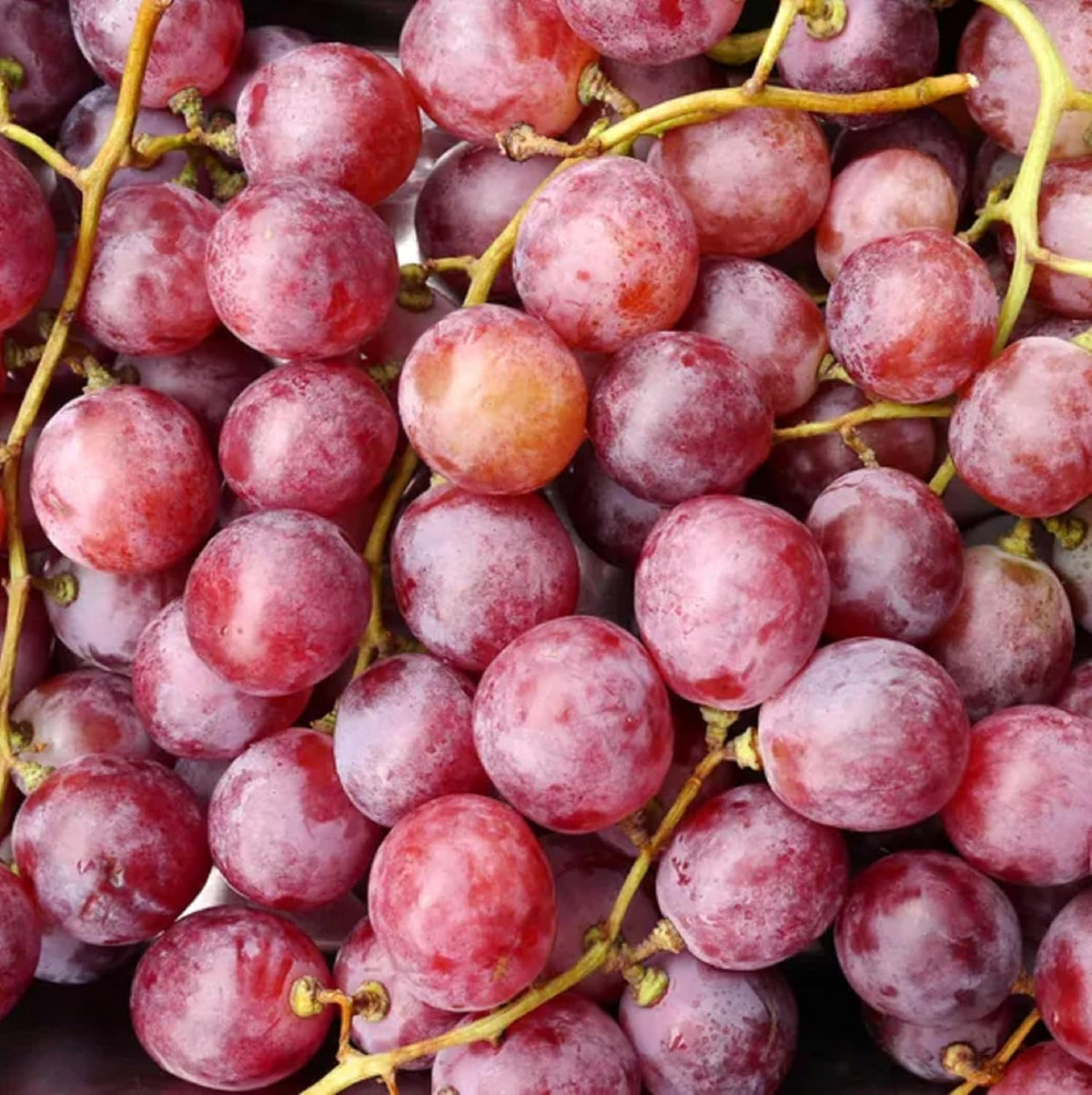 Red Concord Grape Seeds