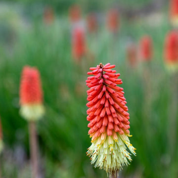 Red Hot Poker Seeds - Flower Plant