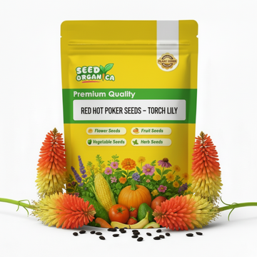 Red Hot Poker Seeds – Torch Lily