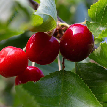 Red Montmorency Sour Cherry Tree Seeds - Fruit Plant