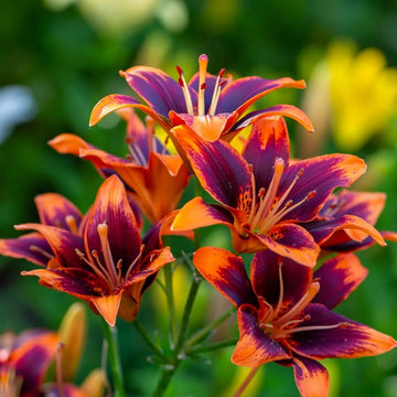 Red Purple Daylily Seeds - Flower Plant