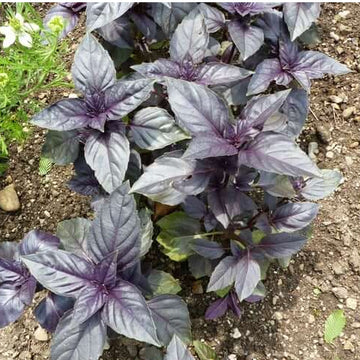Red Rubin Basil Seeds – Deep Purple