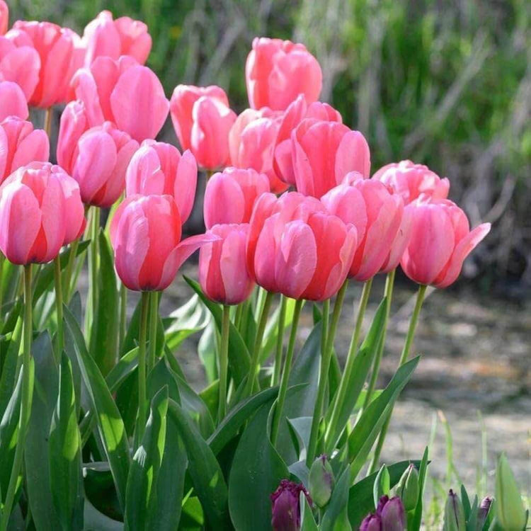 Red and Pink Tulip Seeds