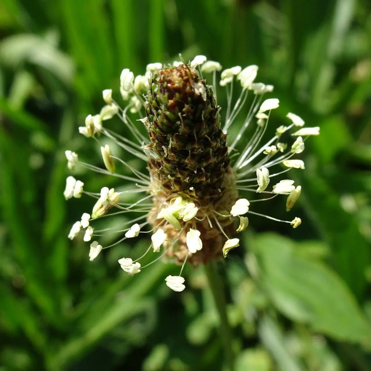 Ribwort Plantain Seeds 