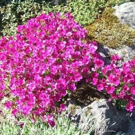 Rock Cress Seeds – Pink & White