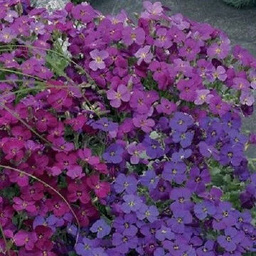 Rock Cress Seeds – Mixed Colors