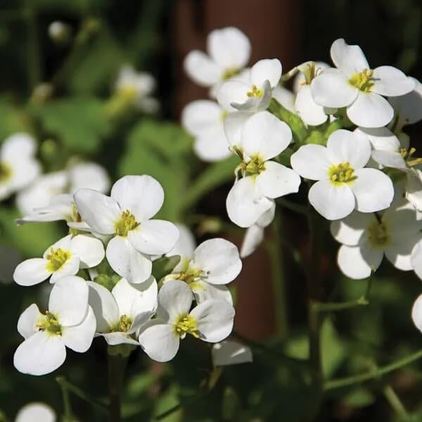 Rock Cress Seeds – White