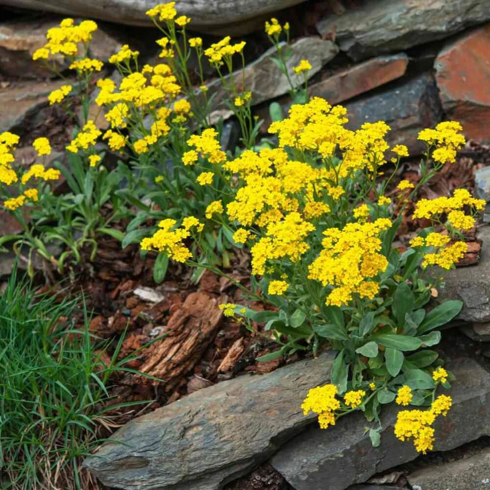 Rock Cress Seeds – Yellow