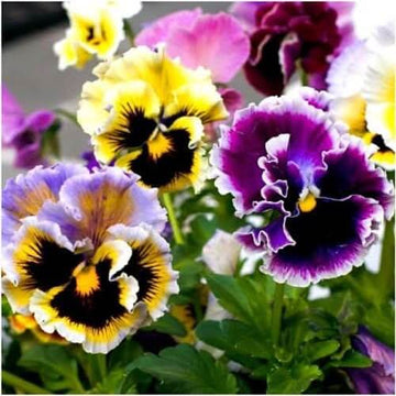 Double Heirloom Pansy Rococo Seeds – Flower Plant