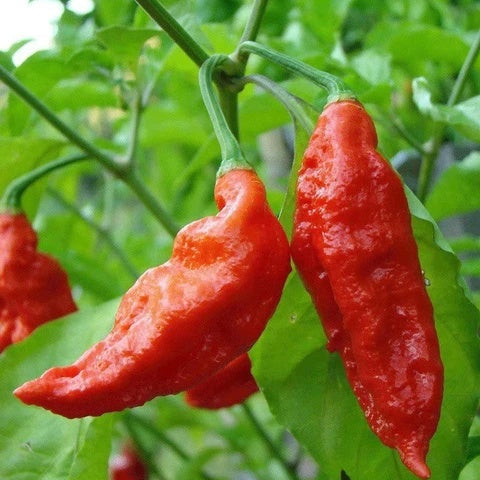 Rocoto Aji Largo Seeds