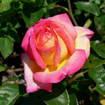 Vibrant Coral-Red Rose Seeds – Flower Plant