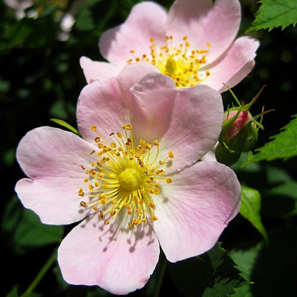 Rosa Laxa Flower Seeds – Wild Rose