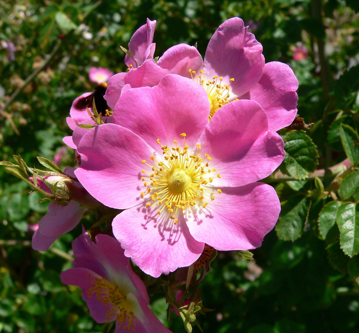 Rosa Laxa Flower Seeds – Wild Rose
