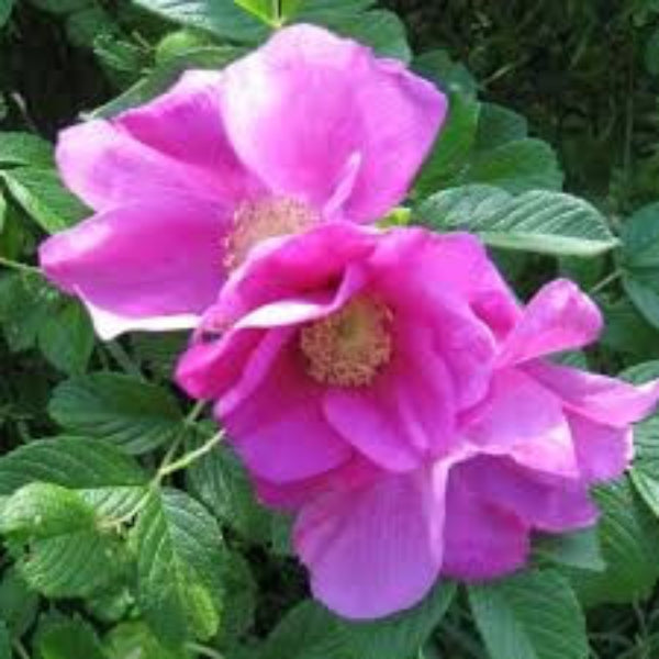 Rosa rugosa Seeds – Kartoffelrose