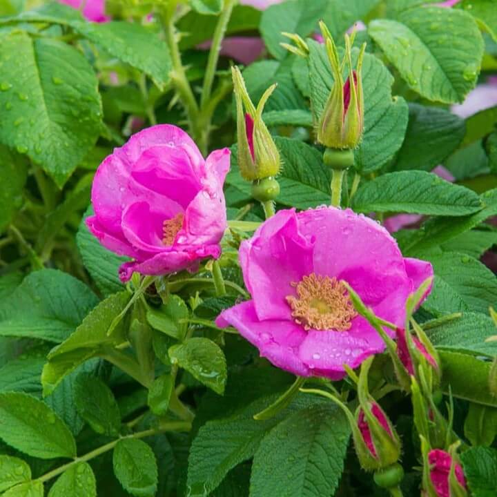 Rosa rugosa Seeds – Kartoffelrose