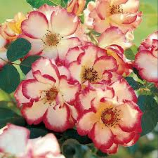 Rosa spp. Seeds – Betty Boop