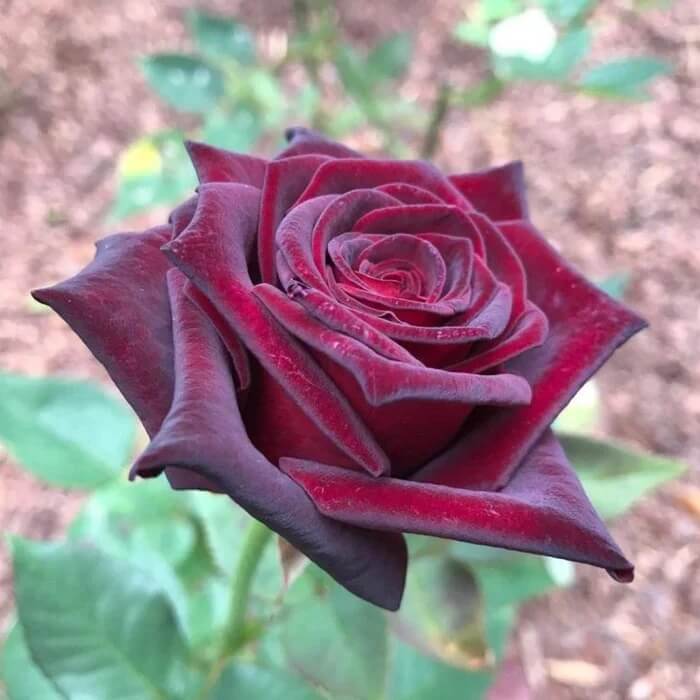 Rosa spp. Seeds – Black Maroon