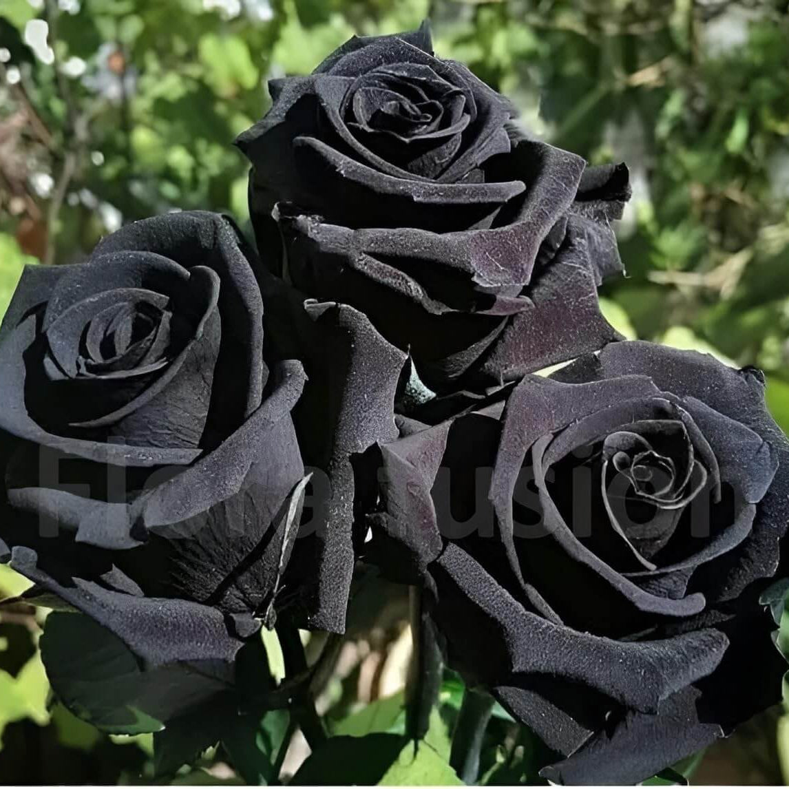 Rosa spp. Seeds – Black Rose