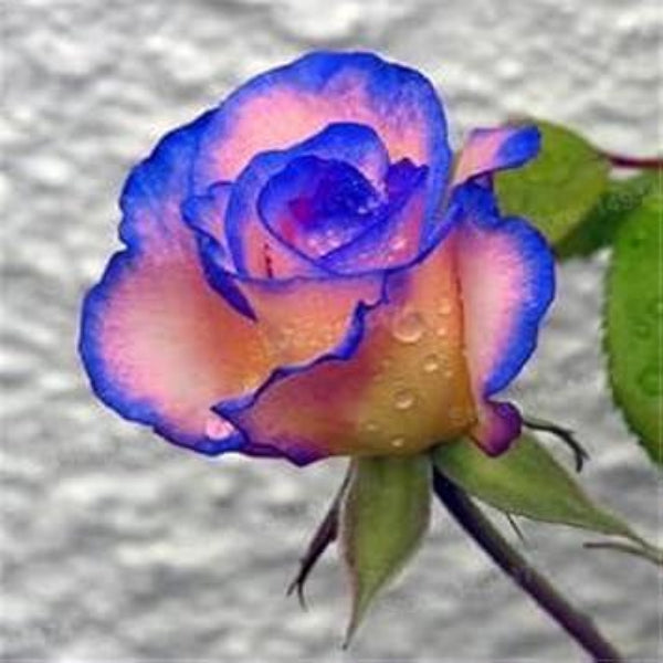 Rosa spp. Seeds – Blue Cream