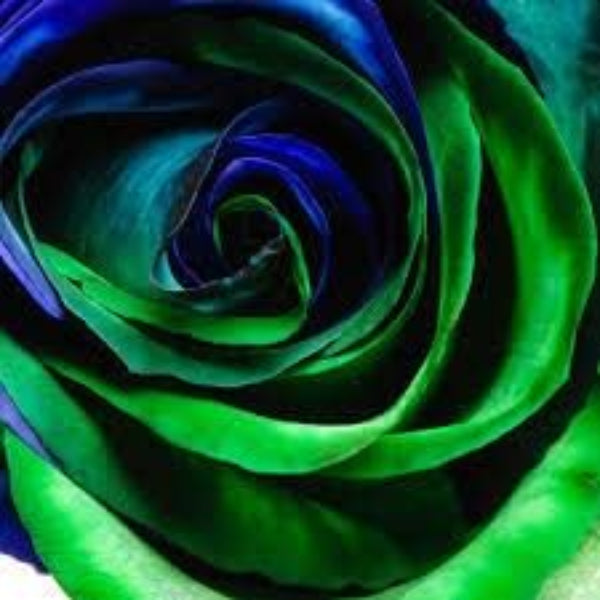 Rosa spp. Seeds – Blue & Green