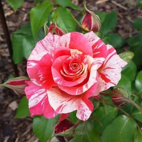 Rosa spp. Seeds – Candy Stripe
