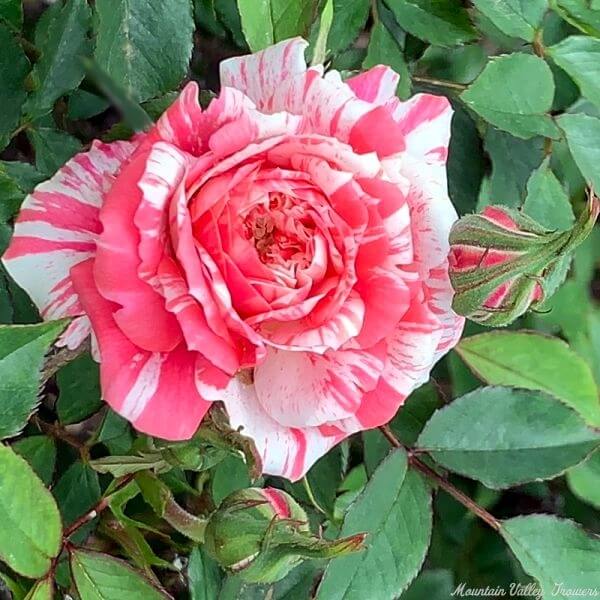 Rosa spp. Seeds – Candy Stripe