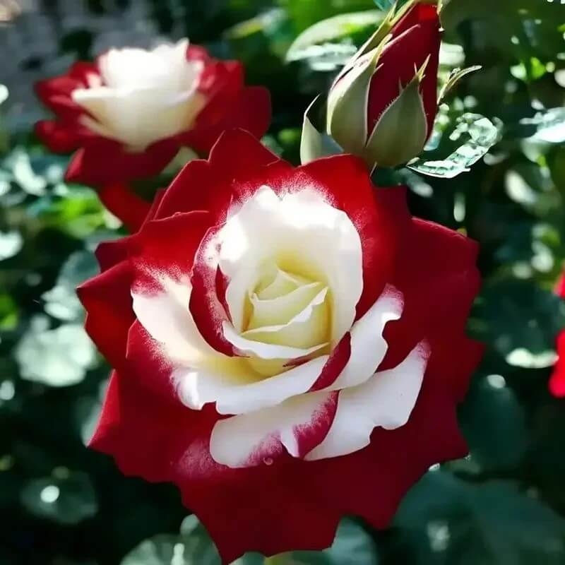 Rosa spp. Seeds – Cream Maroon