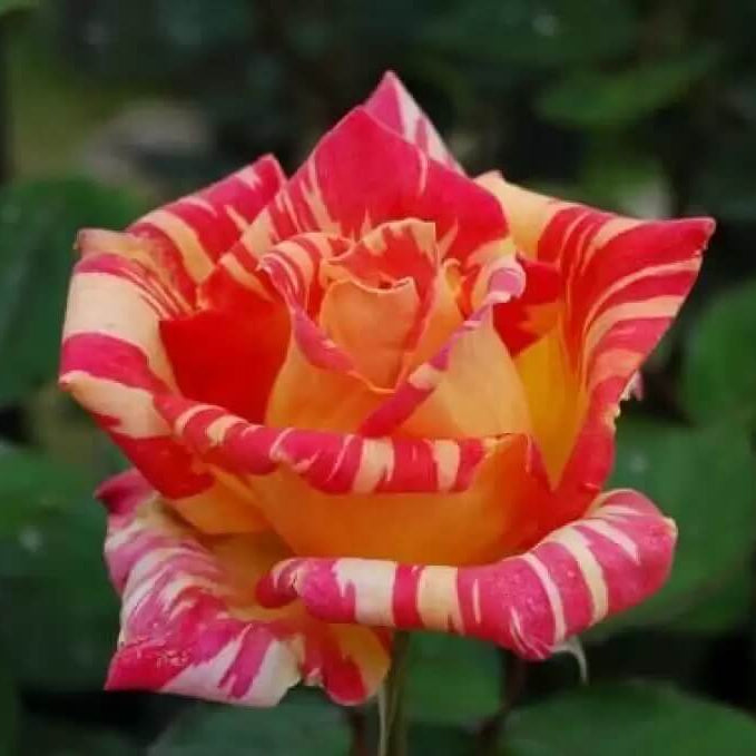 Rosa spp. Seeds – Cream Red Spirit