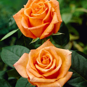 Rosa spp. Seeds – Dark Orange Osiria