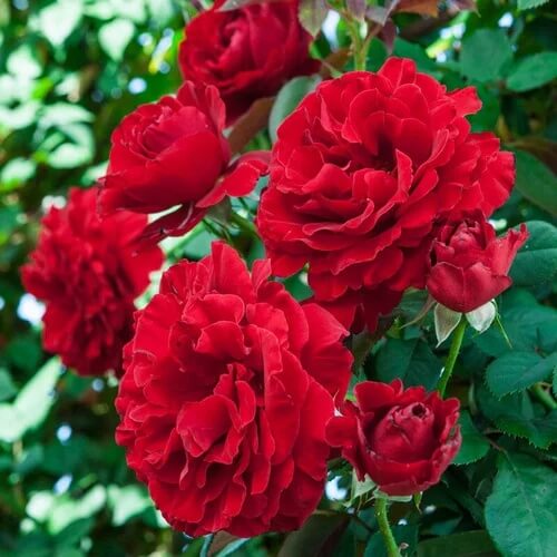 Rosa spp. Seeds – Dark Red Climbing