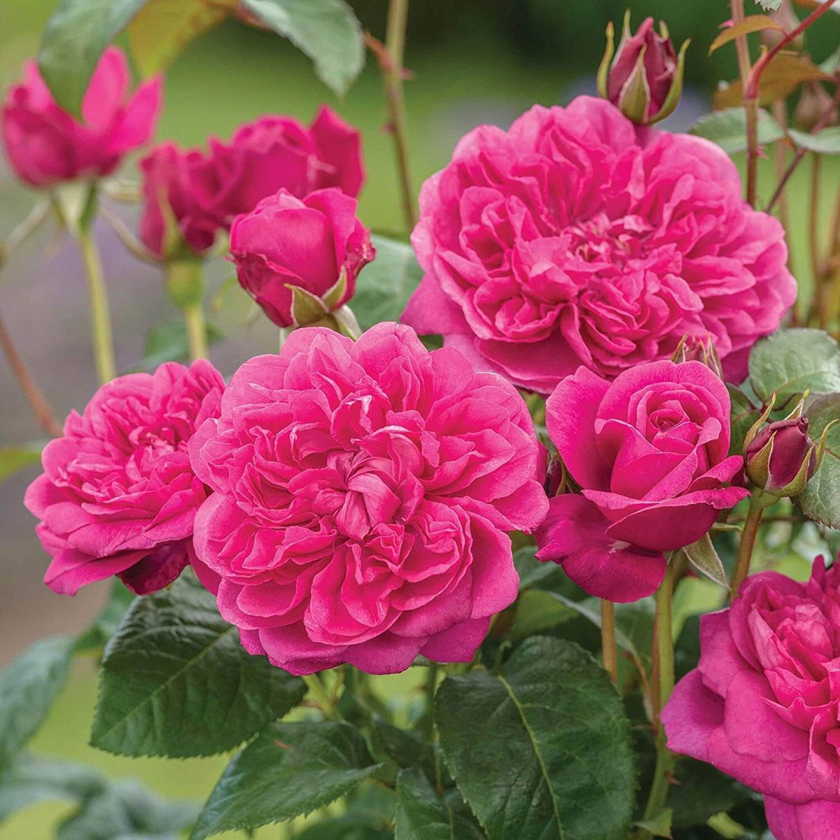 Rosa spp. Seeds – Deep Pink Climbing