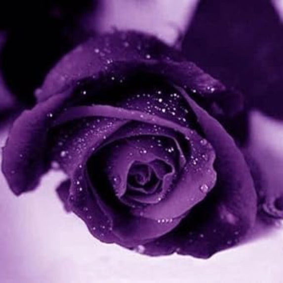 Rosa spp. Seeds – Deep Purple