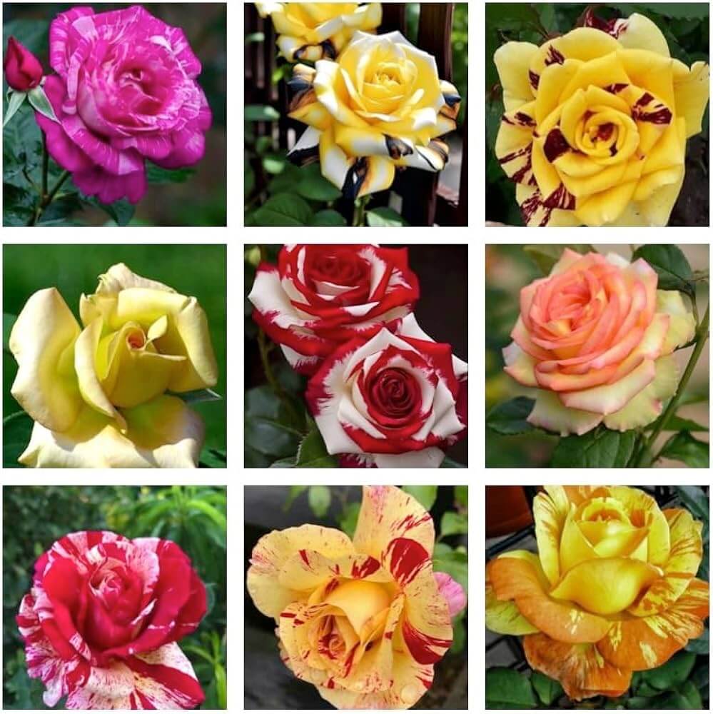 Rosa spp. Seeds – Dragon Rose Mixed