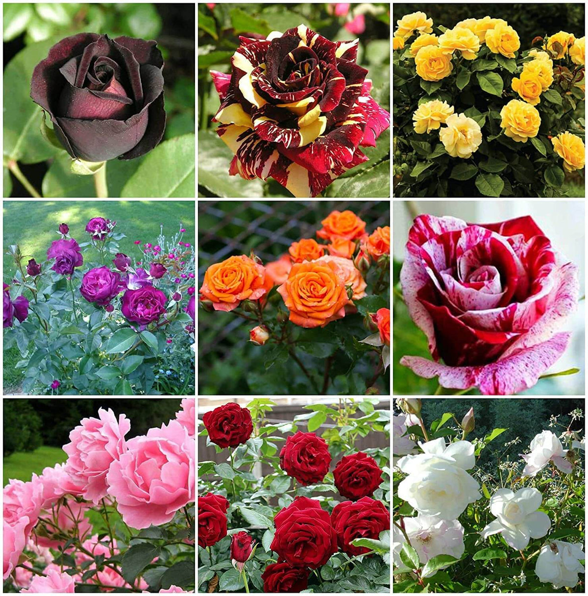 Rosa spp. Seeds – Dragon Rose Mixed