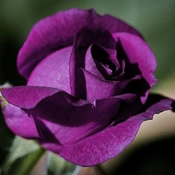 Rosa spp. Seeds – Fresh Ruby & Violet