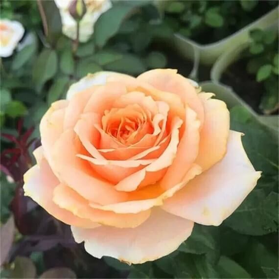 Rosa spp. Seeds – Gold Rose