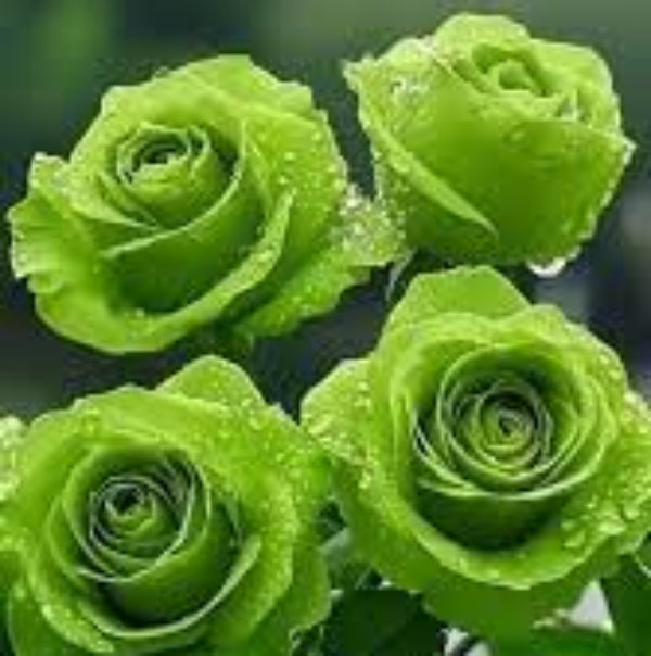 Rosa spp. Seeds – Green Mix