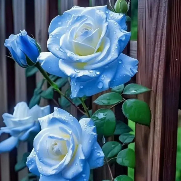 Rosa spp. Seeds – Ice Blue